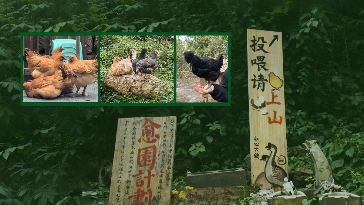 四川美院學生養雞治癒心靈 10雞2鵝遭工人偷食