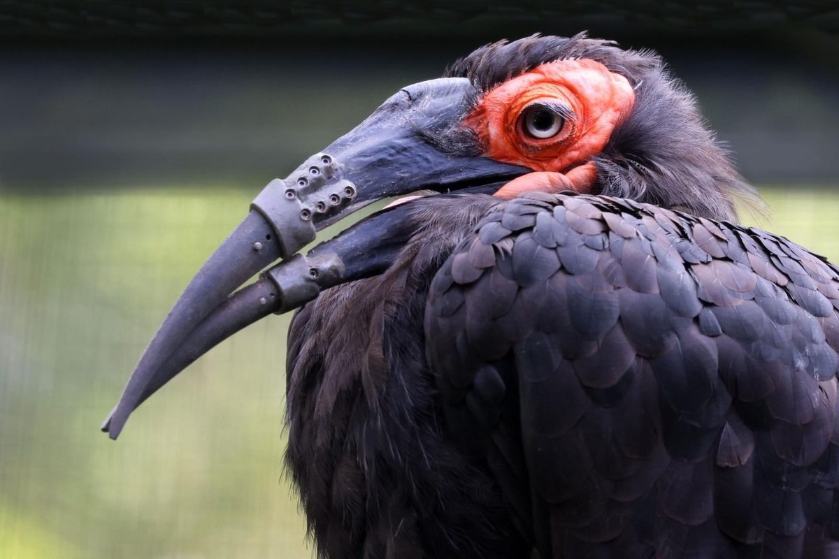 世界首例：阿姆斯特丹動物園傷鳥獲3D打印雙層喙