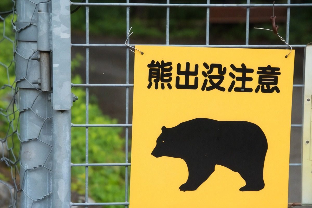 日本研發機械秋田犬 用吠聲趕走來襲棕熊