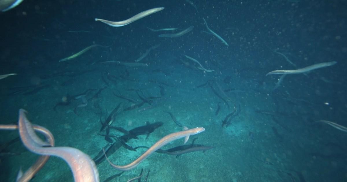 澳洲海底山爆2.8萬條鰻魚集體交配狂歡